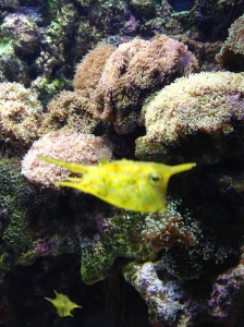 Yellow boxy fish.