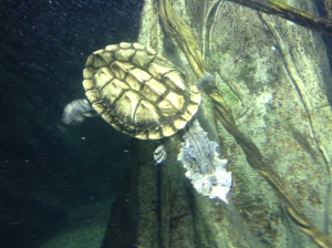 Turtle swimming in the Turkuaz Aquarium in Bayrampaşa, Istanbul